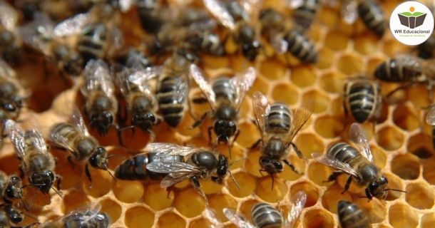 básico em apicultura