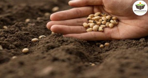 controle de qualidade de sementes de hortaliças