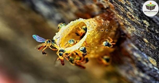 criação de abelhas nativas sem ferrão