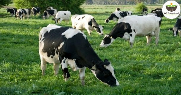 criação de gado leiteiro