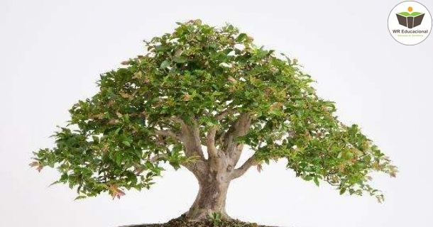 cultivo de bonsai