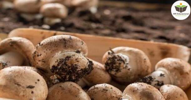 cultivo de cogumelo e champignon