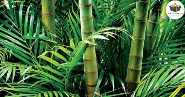 métodos para o manejo correto do bambu