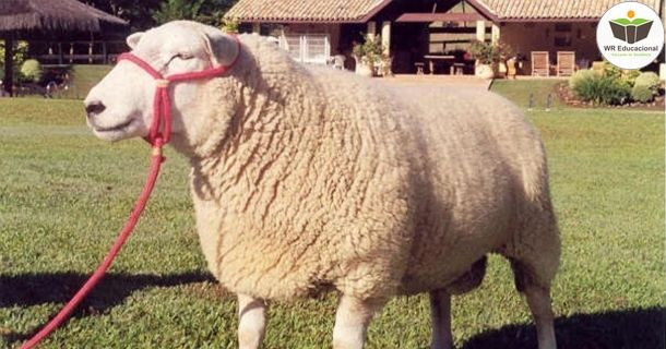 produção de ovinos de corte